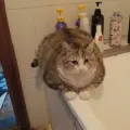 Cuongf