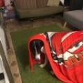 thedog