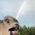 bugsw0w.