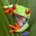 FrogGrenade