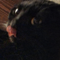 john_butter_dog
