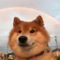 Kenji