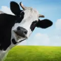 La Vaca