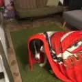 thedog