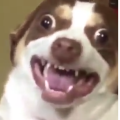 xokomak